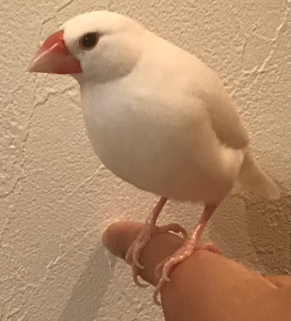 文鳥