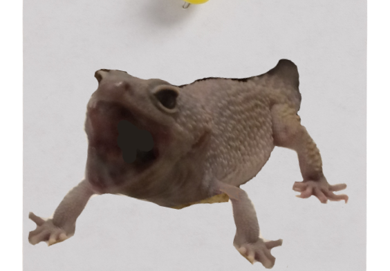トカゲ